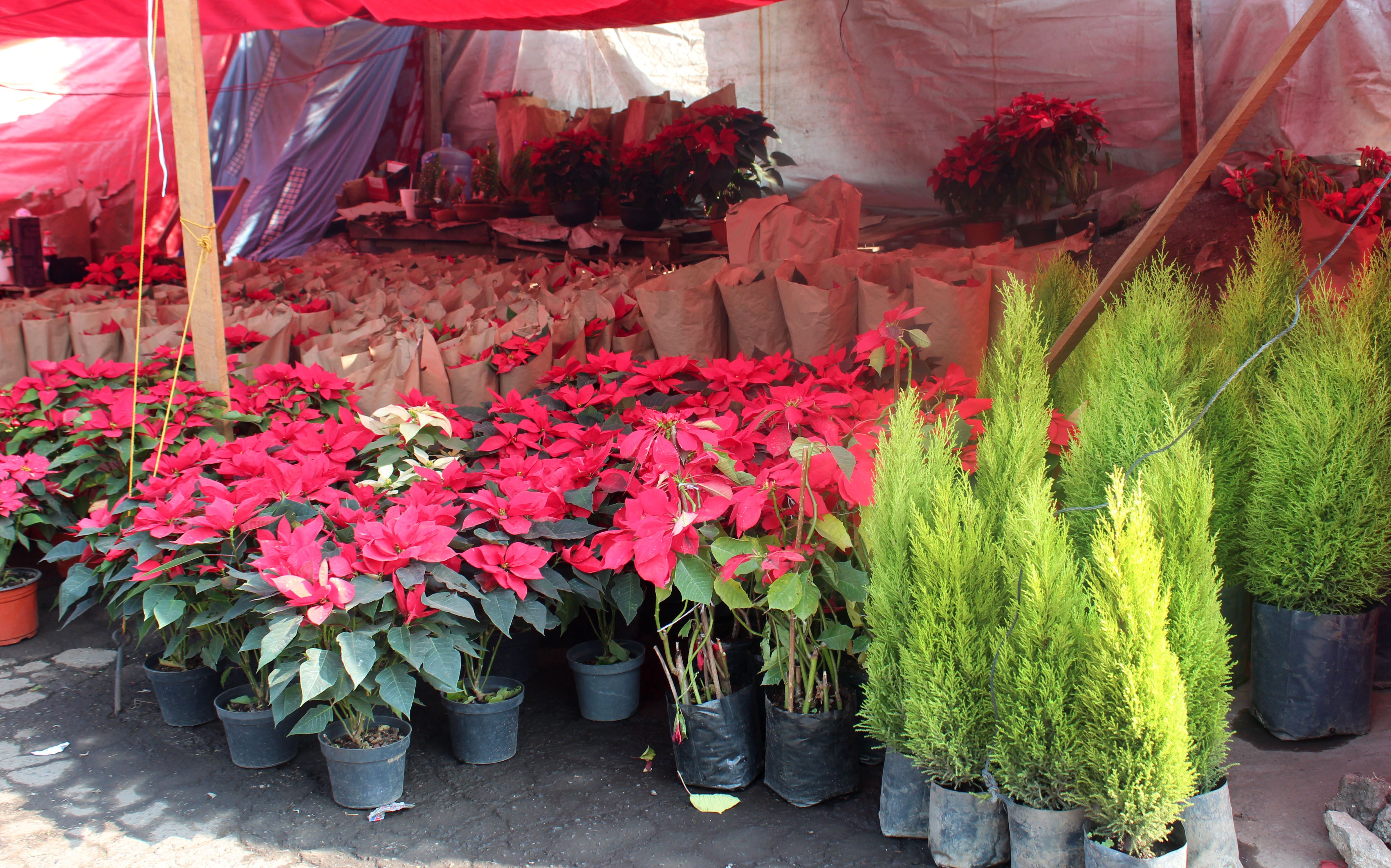 Inicia romería de Navidad en Central de Abasto - ROMERIA-DE-NAVIDAD-2