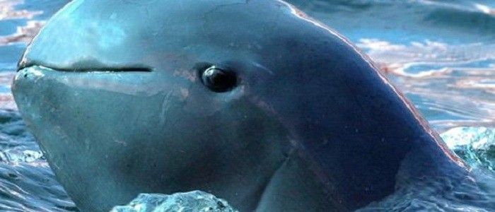 Video: vaca salta al mar - VAQUITA-MARINA-700x300