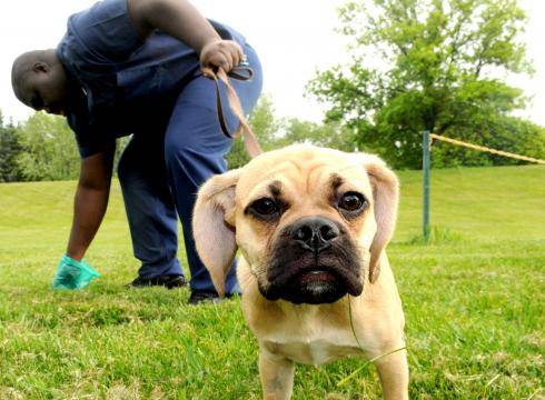 ADN en excremento de perros servirá para rastrear a quienes no la levanten - adn-3