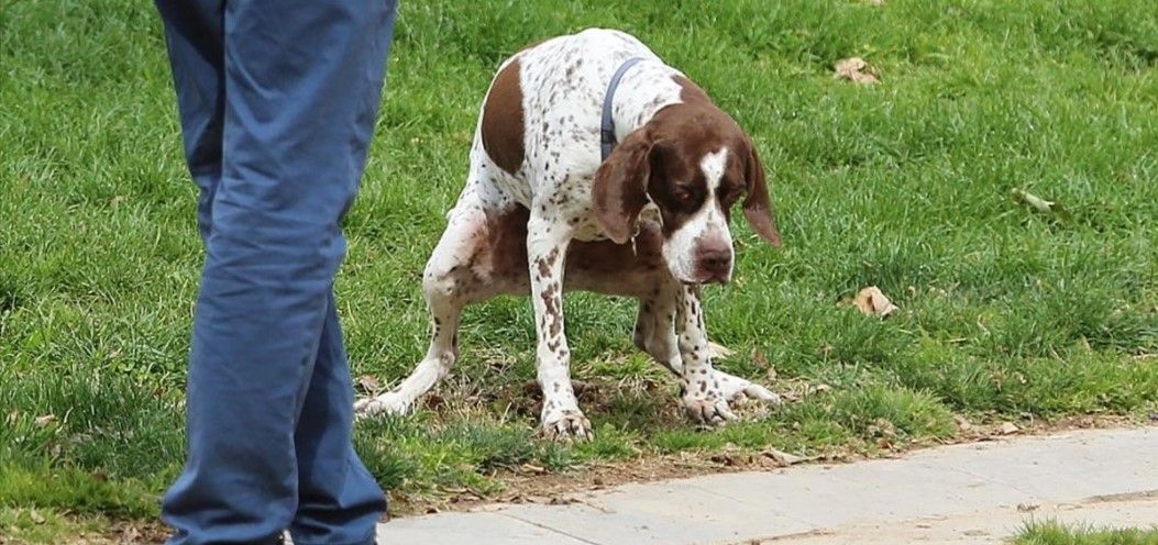 ADN en excremento de perros servirá para rastrear a quienes no la levanten