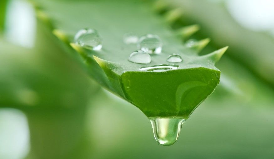 Estudio revela que productos de Walmart de aloe vera no lo contienen