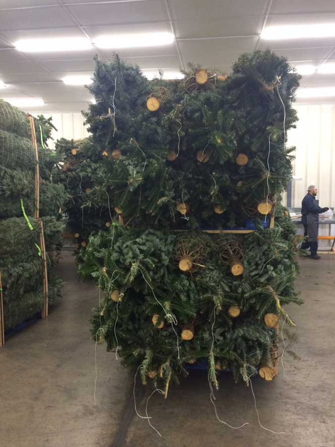 Profepa asegura mil 440 árboles de Navidad - arbol-navidad