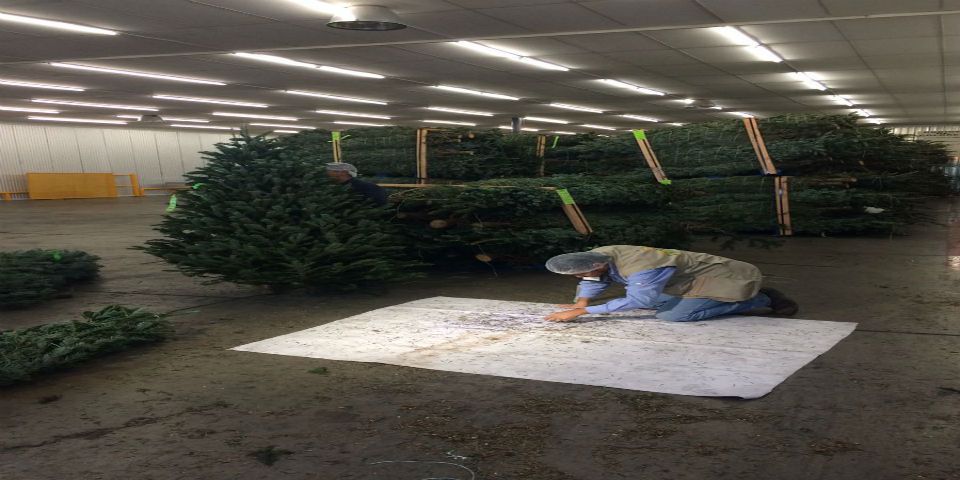 Profepa asegura mil 440 árboles de Navidad Profepa asegura mil 440 árboles de Navidad