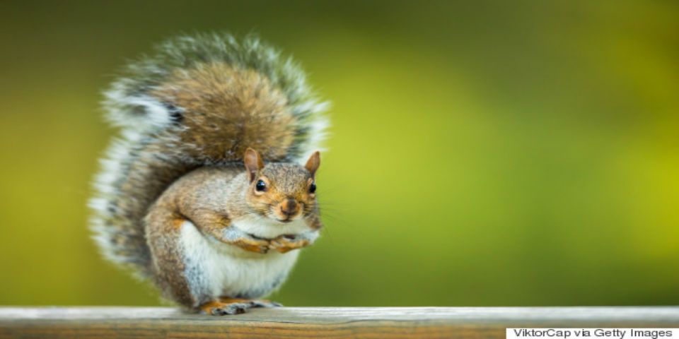 Ardilla ataca asilo en Florida y deja tres heridos
