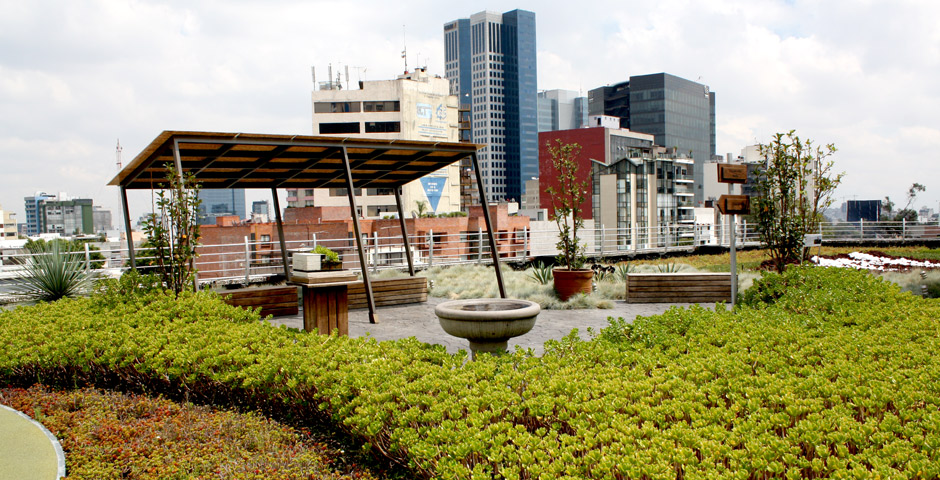 Viviendas con azoteas verdes tendrán 10 por ciento de descuento en el predial - azotea-5