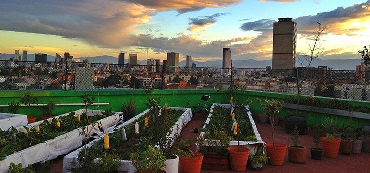 Viviendas con azoteas verdes tendrán 10 por ciento de descuento en el predial