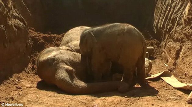 Video: bebé elefante se resiste a abandonar a su madre muerta