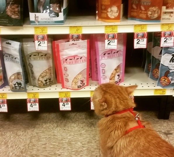 El gato más triste del mundo tuvo un final feliz - ben-ben-1