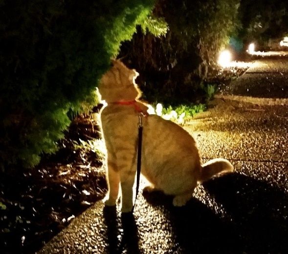 El gato más triste del mundo tuvo un final feliz - ben-ben-2