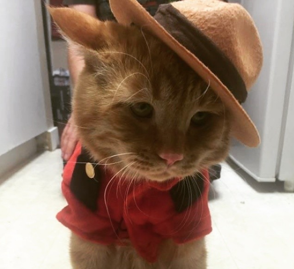 El gato más triste del mundo tuvo un final feliz - ben-ben-4