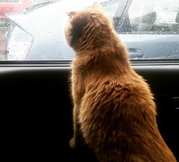 El gato más triste del mundo tuvo un final feliz - ben-ben-5