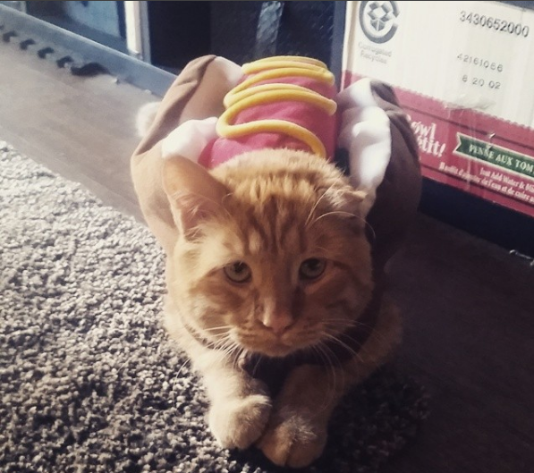 El gato más triste del mundo tuvo un final feliz - ben-ben-6