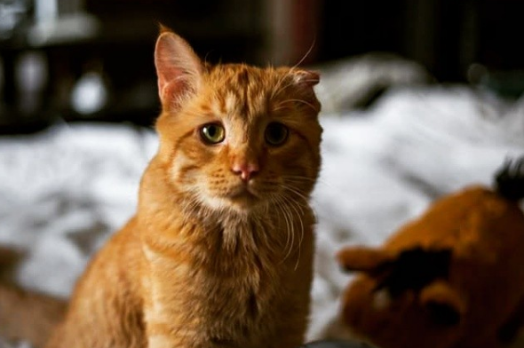 El gato más triste del mundo tuvo un final feliz