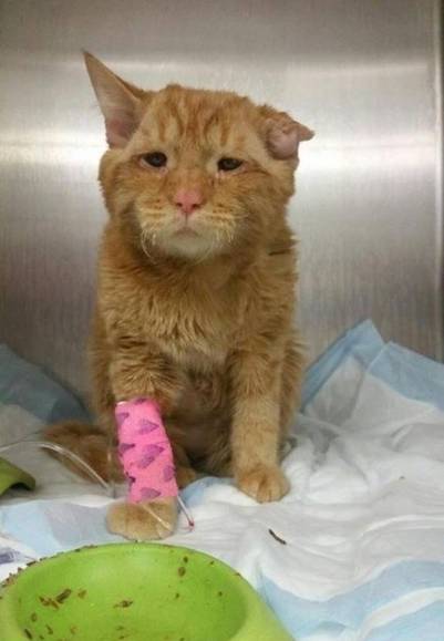 El gato más triste del mundo tuvo un final feliz - ben-ben