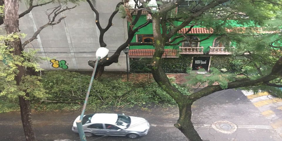 Llegan, talan y dejan su basura en Coyoacán