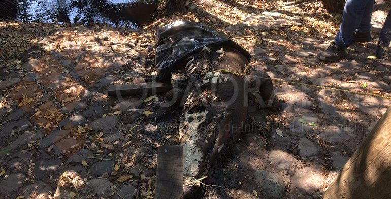 Piden investigar muerte de cocodrilos en Zihuatanejo