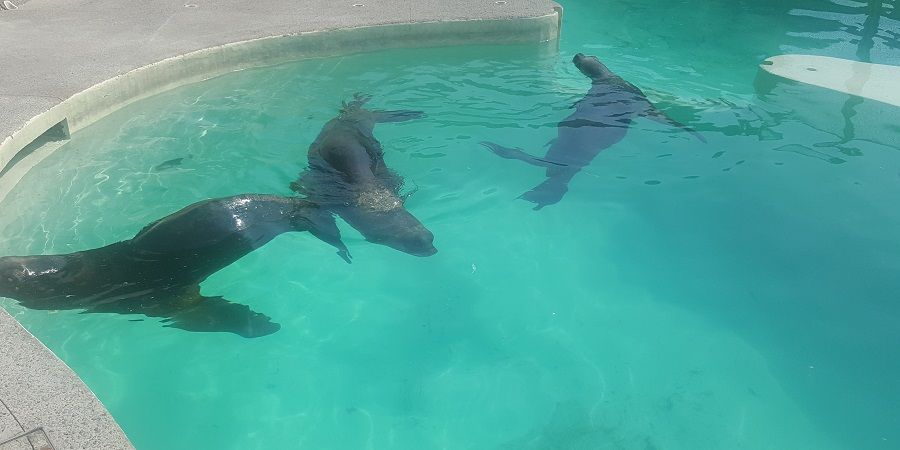 Profepa investiga a lobos marinos abandonados en Atlantis - focas-atlantis