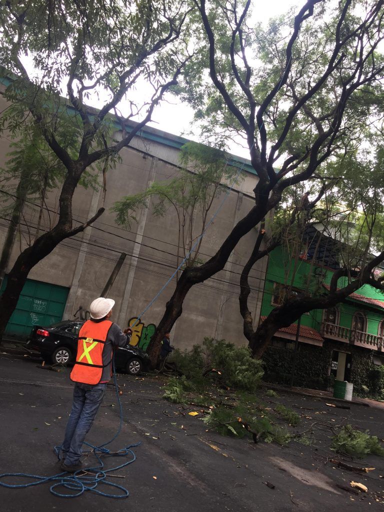 Llegan, talan y dejan su basura en Coyoacán - fotos-nota-tomasini-1-768x1024