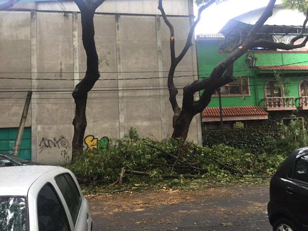Llegan, talan y dejan su basura en Coyoacán - fotos-nota-tomasini-2-1024x768