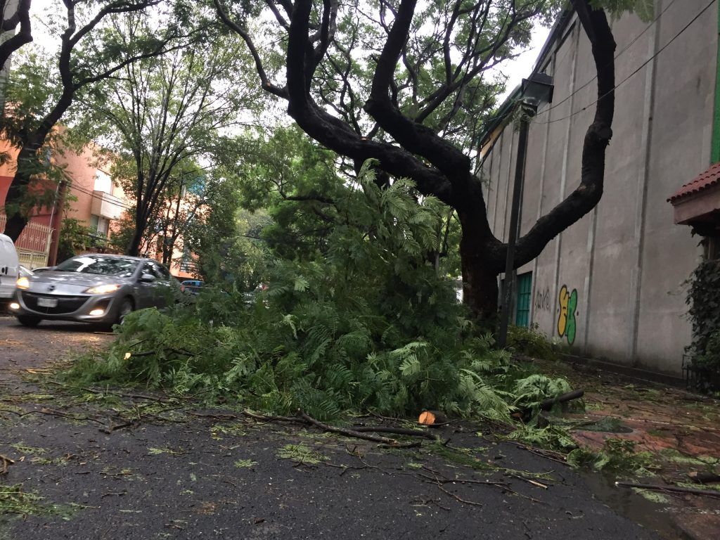 Llegan, talan y dejan su basura en Coyoacán - fotos-nota-tomasini-3-1024x768