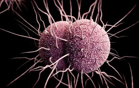 Gonorrea y sífilis son las enfermedades sexuales con mayor repunte en México - gonomain