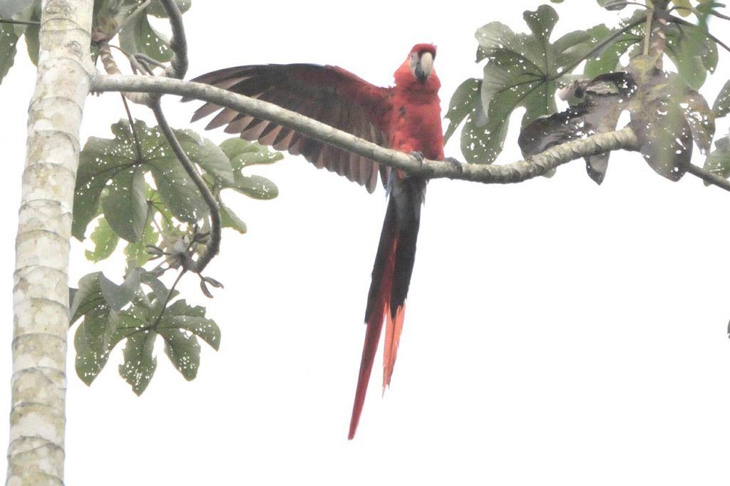 Se duplica población de guacamayas en México durante 2016 - guacamaya-2-1024x682