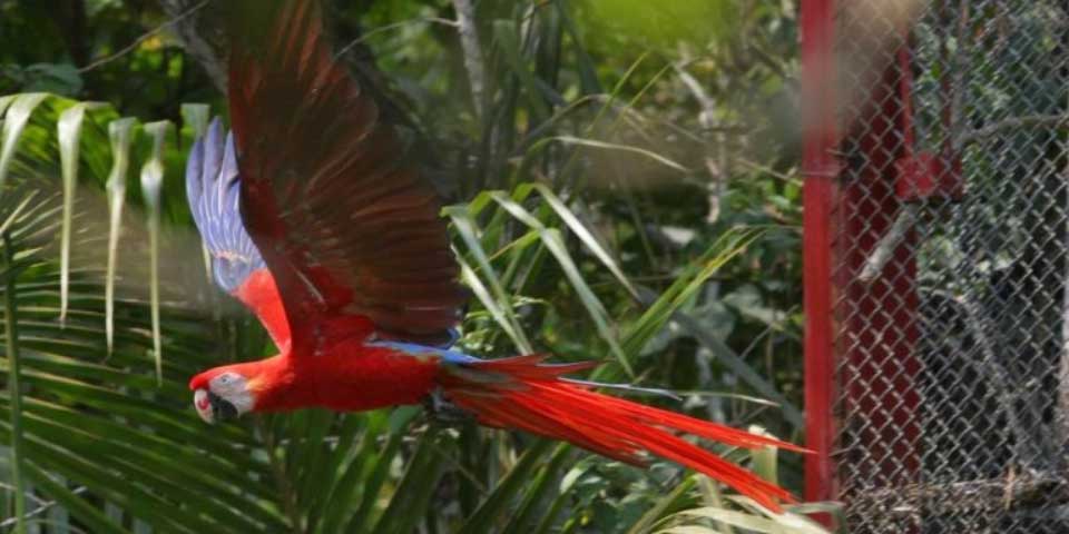 Se duplica población de guacamayas en México durante 2016 Se duplica población de guacamayas en México durante 2016
