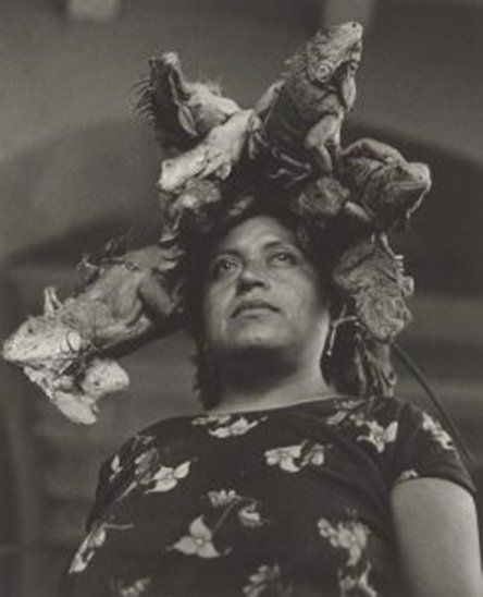 Peinado con iguanas vivas genera polémica - iguanas-3