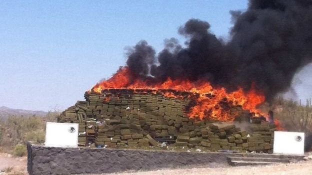 Destruyen más de 9 toneladas de mariguana en Sonora
