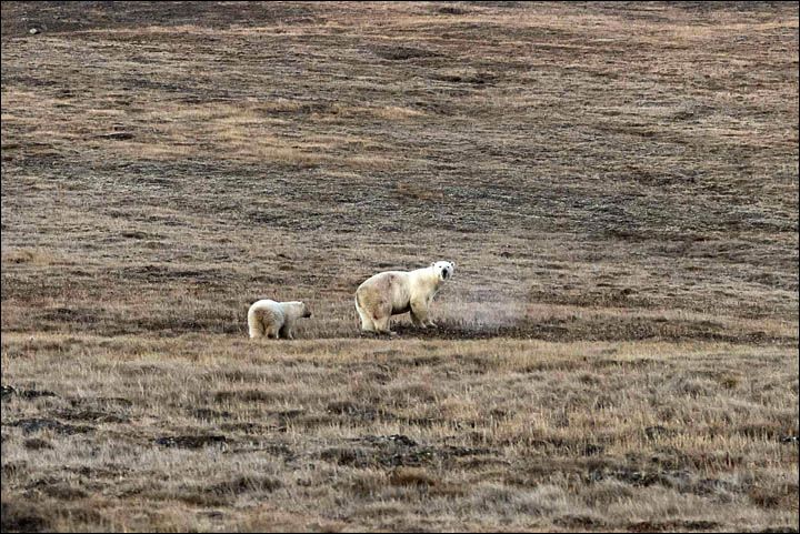 Cachorro de oso polar no pudo comer debido a una lata en su hocico - inside_bears_3