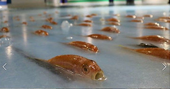 Pista de hielo con 5 mil pescados causa escándalo