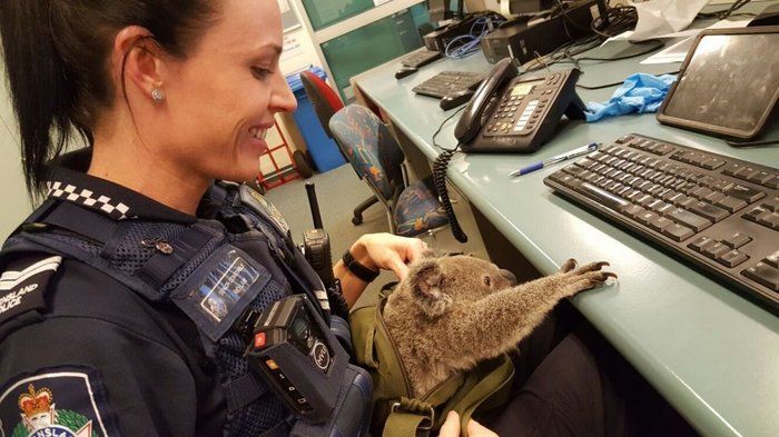 Policía encuentra bebé koala en mochila - koala-2