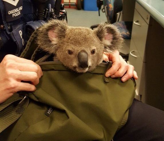 Policía encuentra bebé koala en mochila - koala-3