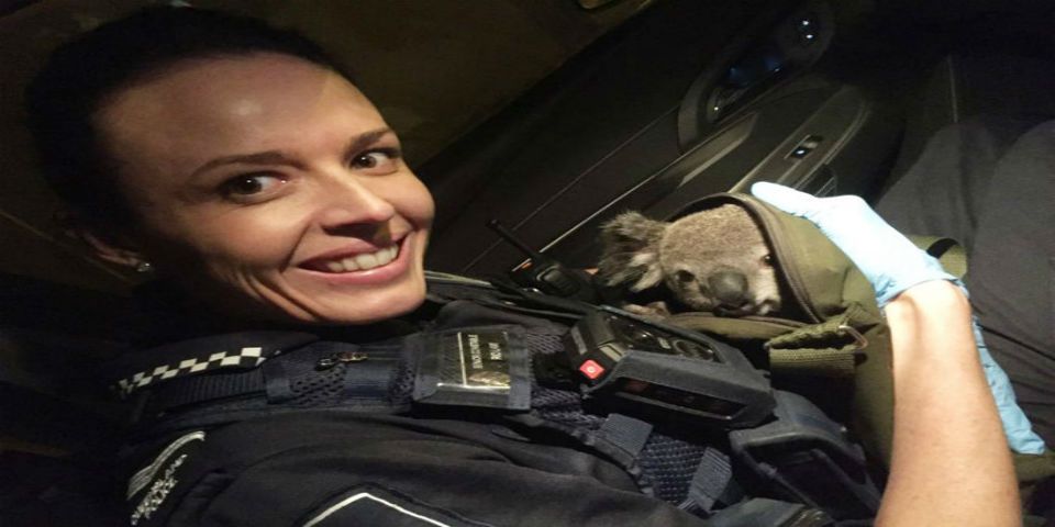 Policía encuentra bebé koala en mochila