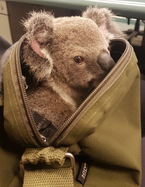 Policía encuentra bebé koala en mochila - koala