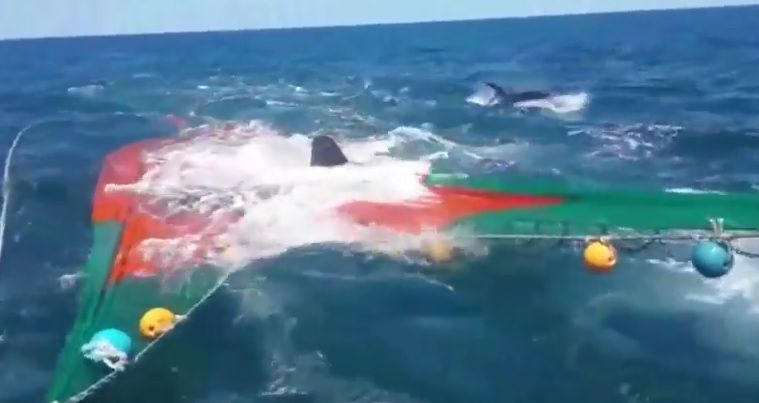 Video: la ingeniosa forma de un lobo marino para escapar de dos orcas