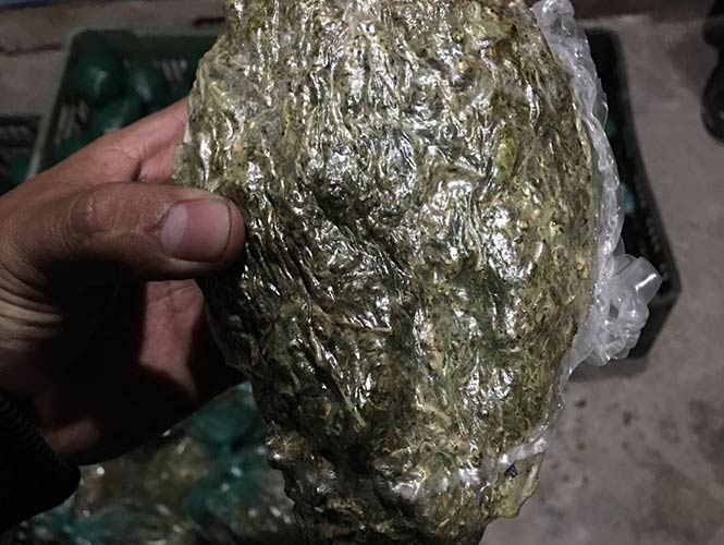 Ocultan 100 kilos de mariguana en aguacates, piñas y lechugas - mota-01