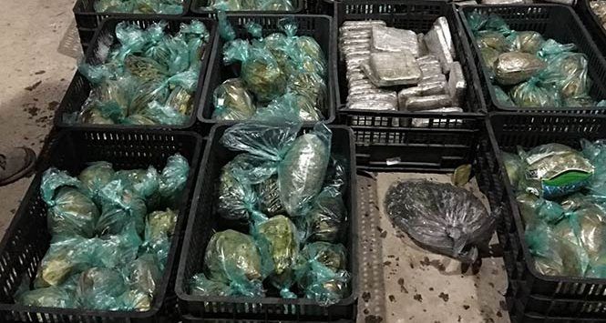 Ocultan 100 kilos de mariguana en aguacates, piñas y lechugas