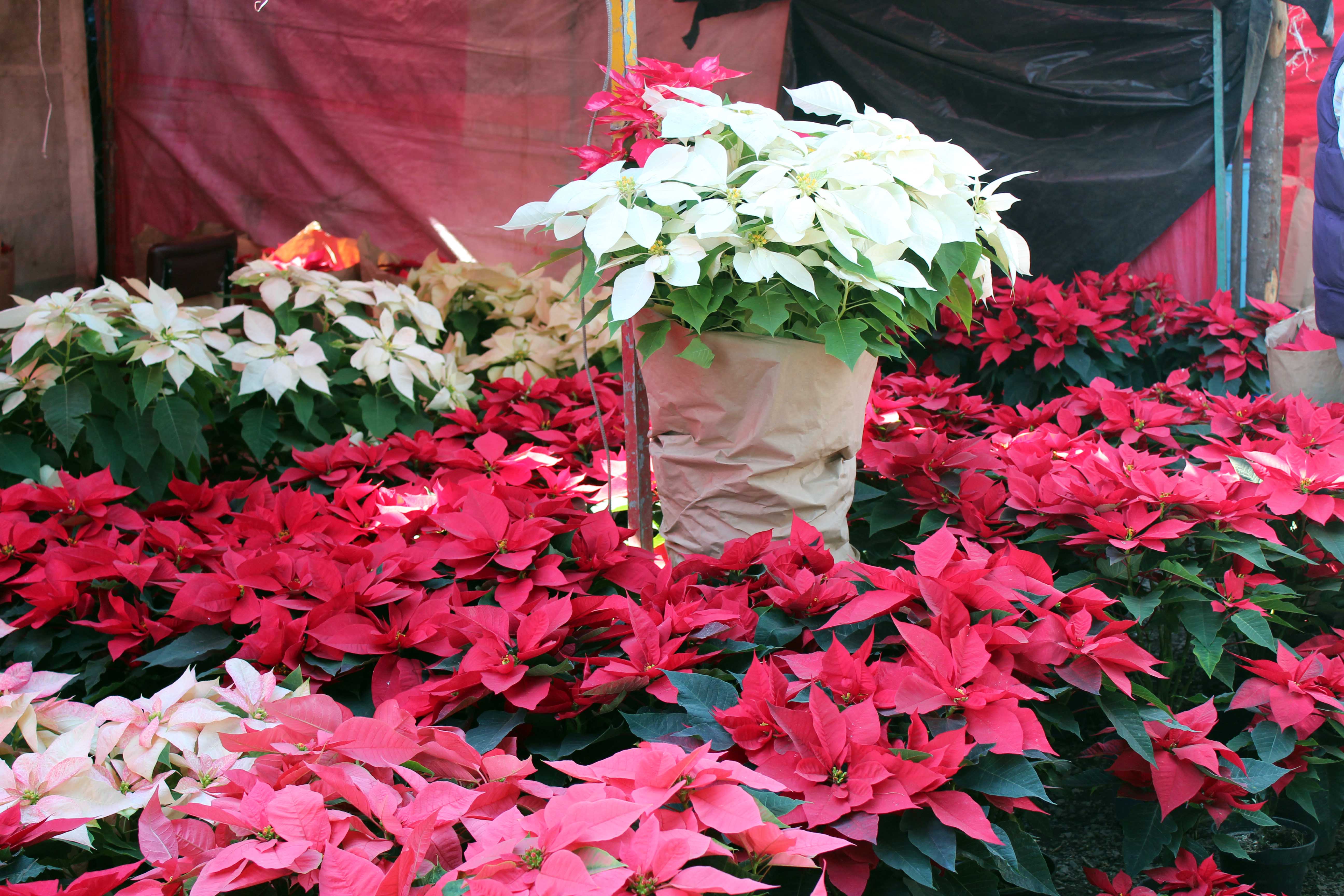 Inicia romería de Navidad en Central de Abasto - navidad