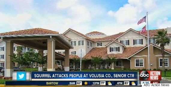 Ardilla ataca asilo en Florida y deja tres heridos - o-STERLING-COURT-570