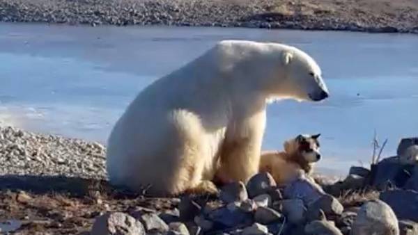 El final del video del oso que acarició a un perro