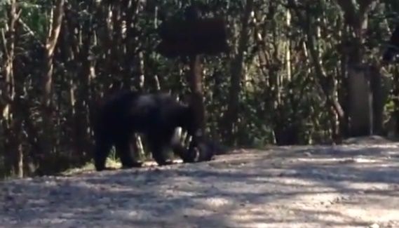 Liberan a oso encontrado en la zona metropolitana de Monterrey - oso-den-Mty