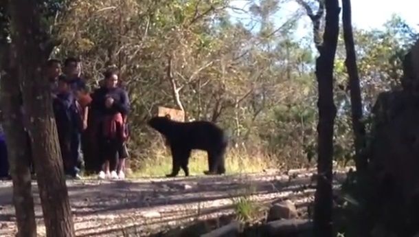 Liberan a oso encontrado en la zona metropolitana de Monterrey