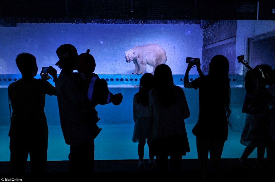 Pizza, el "oso más triste del mundo" será enviado a un parque oceánico - oso-pizza-3