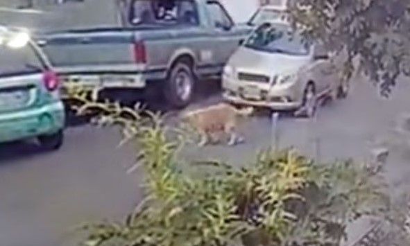 Video: conductor atropella intencionalmente a perro en Neza