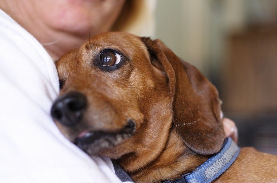 Las enfermedades que perros y gatos comparten con los humanos - perro