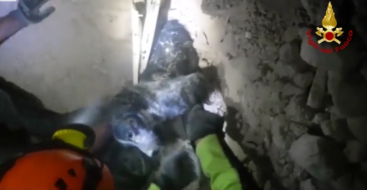 Video: rescatan a perro entre escombros del sismo de Italia