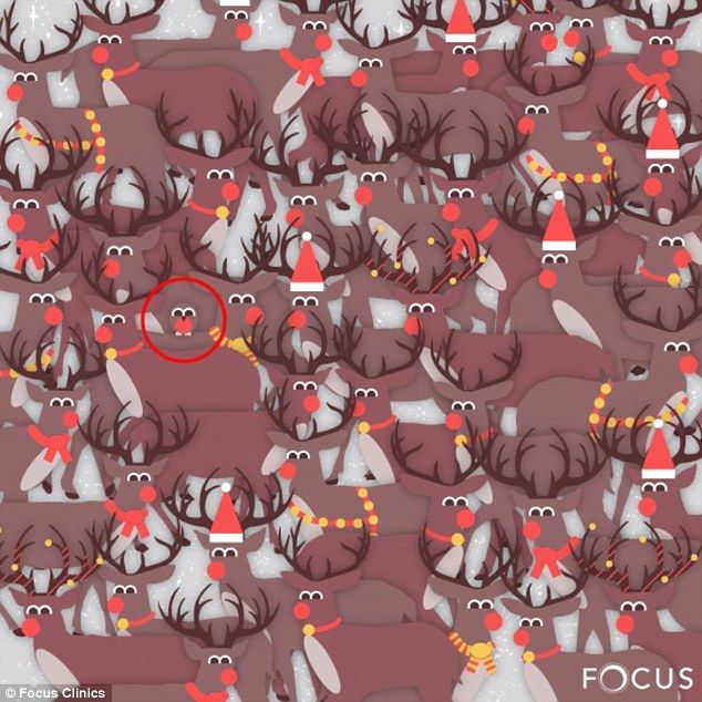 Encuentra la tortuga y el petirrojo - petirrrojo