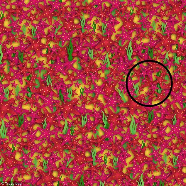 El avión perdido entre estrellas de mar y una cara siniestra, los nuevos retos de Internet - puzzle-travelbag