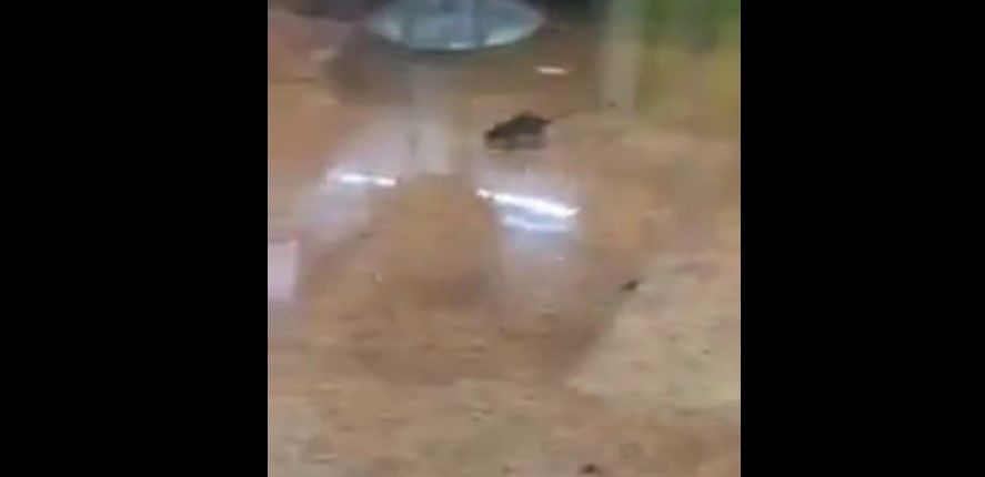 Video: rata corre en área de comida de centro comercial